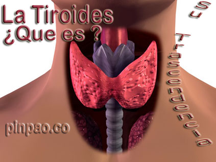 la tiroides