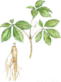 ginseng-planta